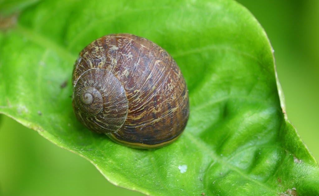 Ranch Veterinary Center Snail Bait Awareness by Frank Utchen, DVM