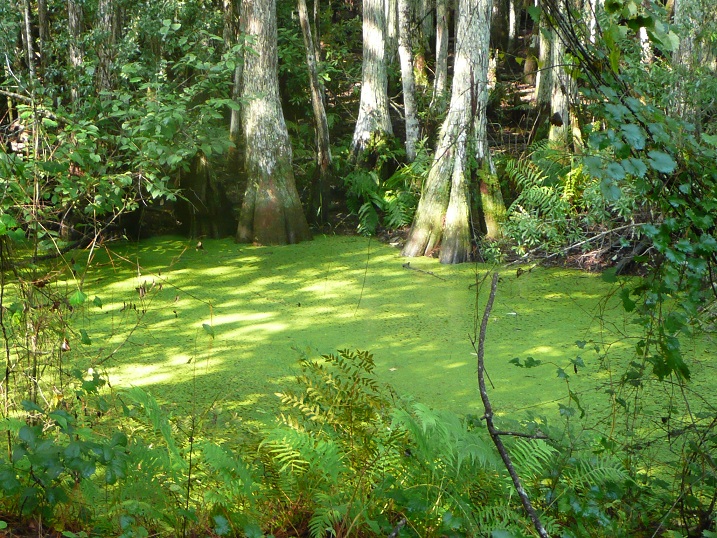 Polk County Florida Parks and Trails Trek Ten Trails Hosted Hike March