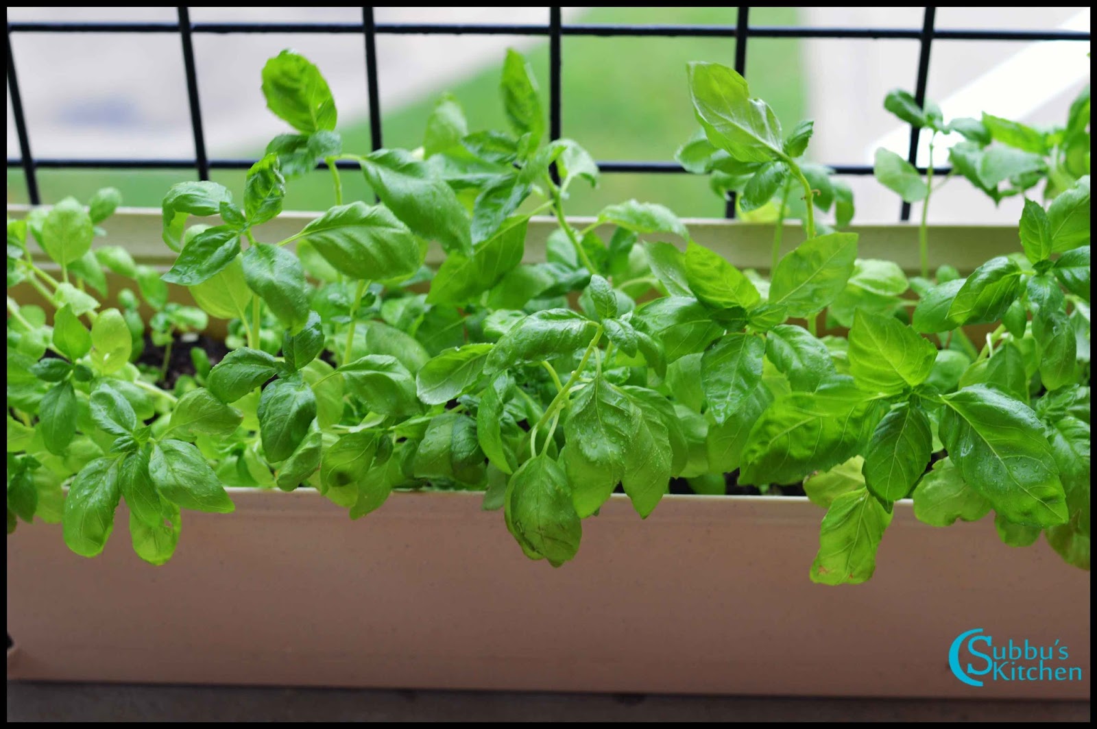 Basil Chutney Recipe Subbus Kitchen