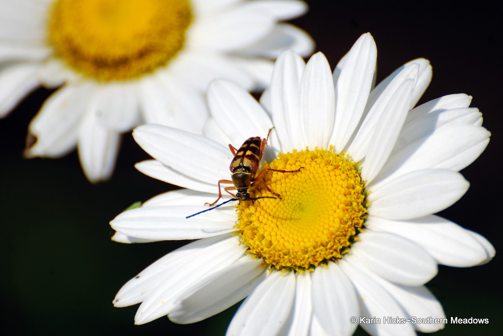 long horned beetle on daisy Southern Meadows: Beyond Butterflies