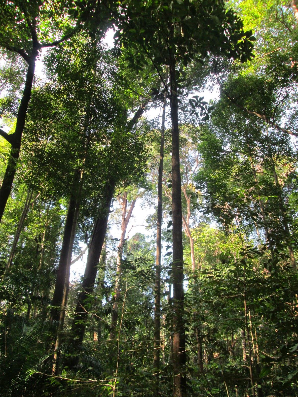 Singapore Botanical Garden