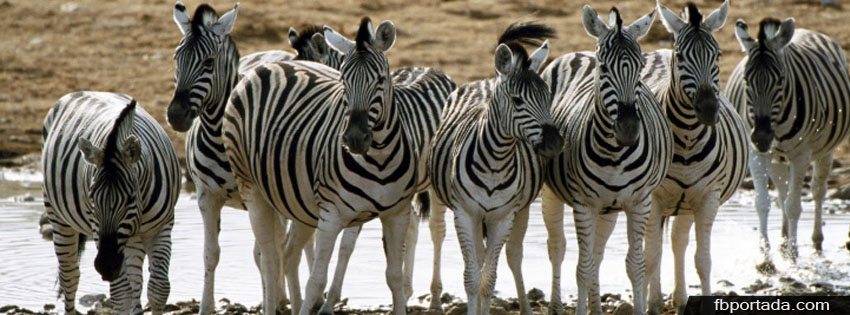 Zebras Bebiendo Agua Zebras Bebiendo Agua (imagenes facebook imagenes con frases )