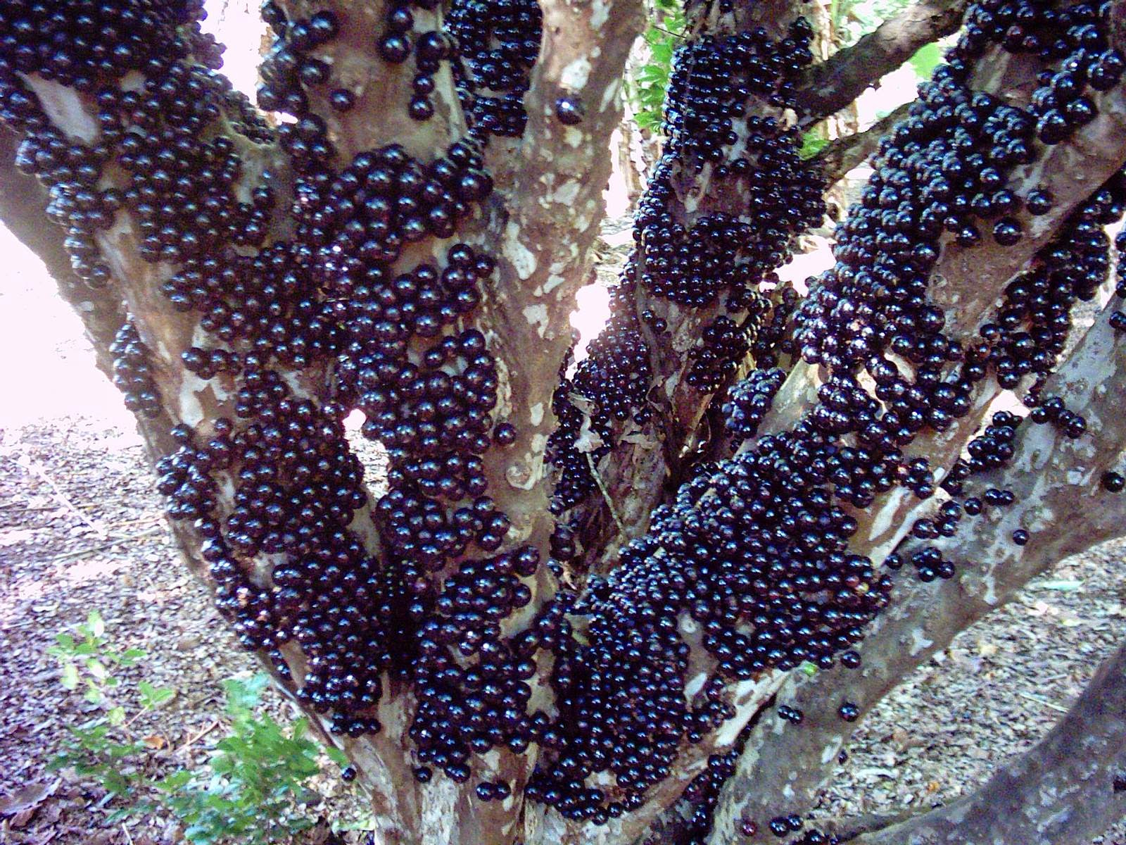 ஜ۩۞۩ஜ Azulestrellla ஜ۩۞۩ஜ The Guapurú or Jaboticaba gives fruit