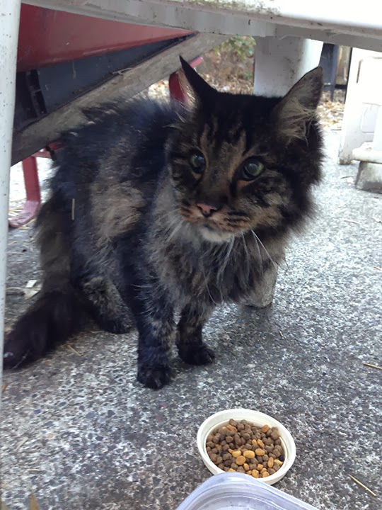 Cat from Vancouver {USA} Traveling Cats Travel Pictures of Cats