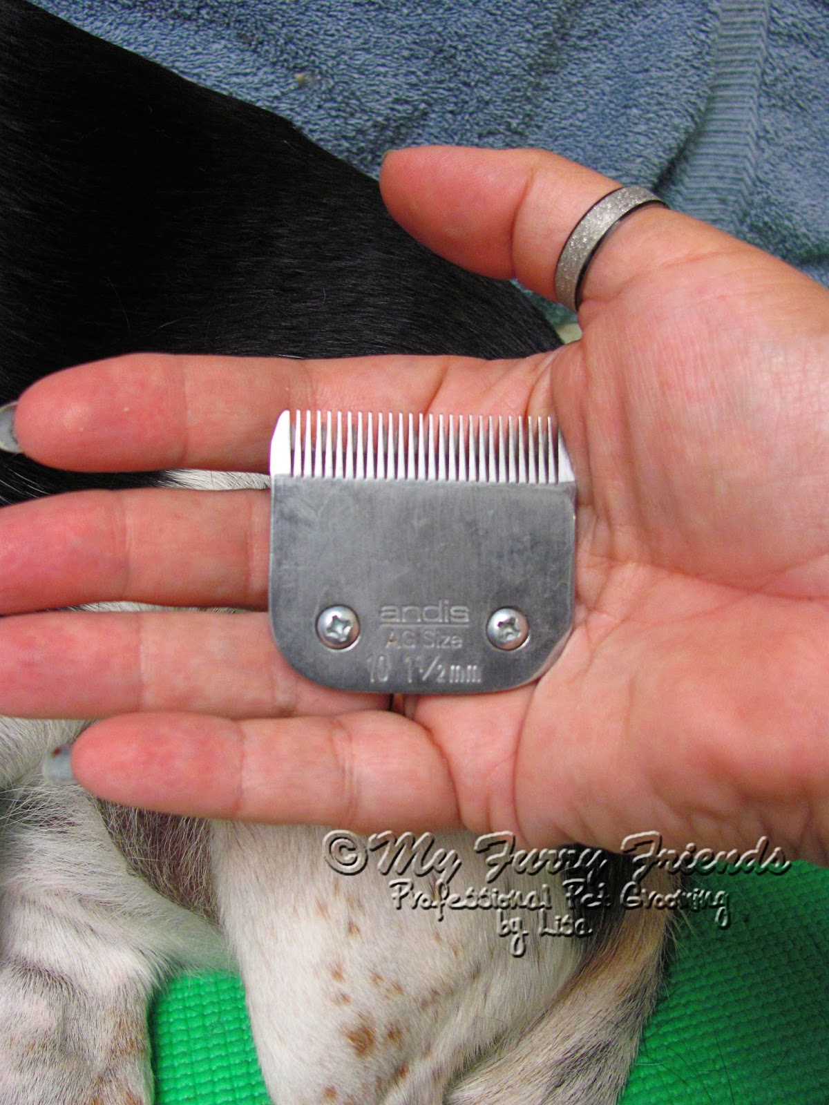 Pet Grooming The Good, The Bad, & The Furry Tuesdays Tip 61 Before