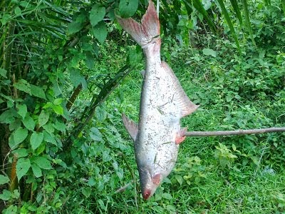 Ikan Patin Dengkil