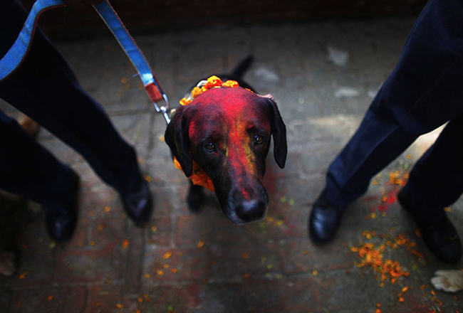 Festival Napalês presta homenagem aos cães