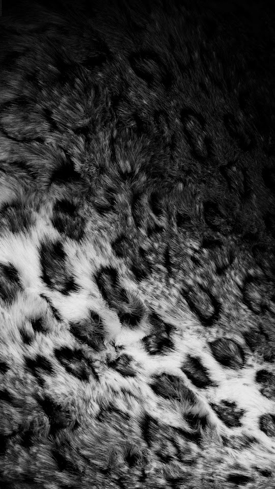 Leopard Animal Print Black White  Android Best Wallpaper