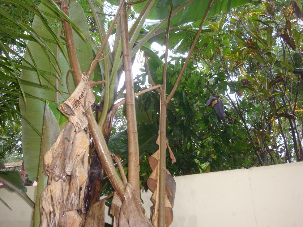 Organic micro farm and vegetable terrace garden Growing Banana