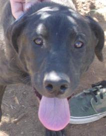 Sun City K9 adoptable pet of the week