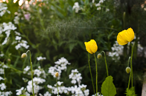 Meconopsis cambrica  Meconopsis+Cambrica-1-3