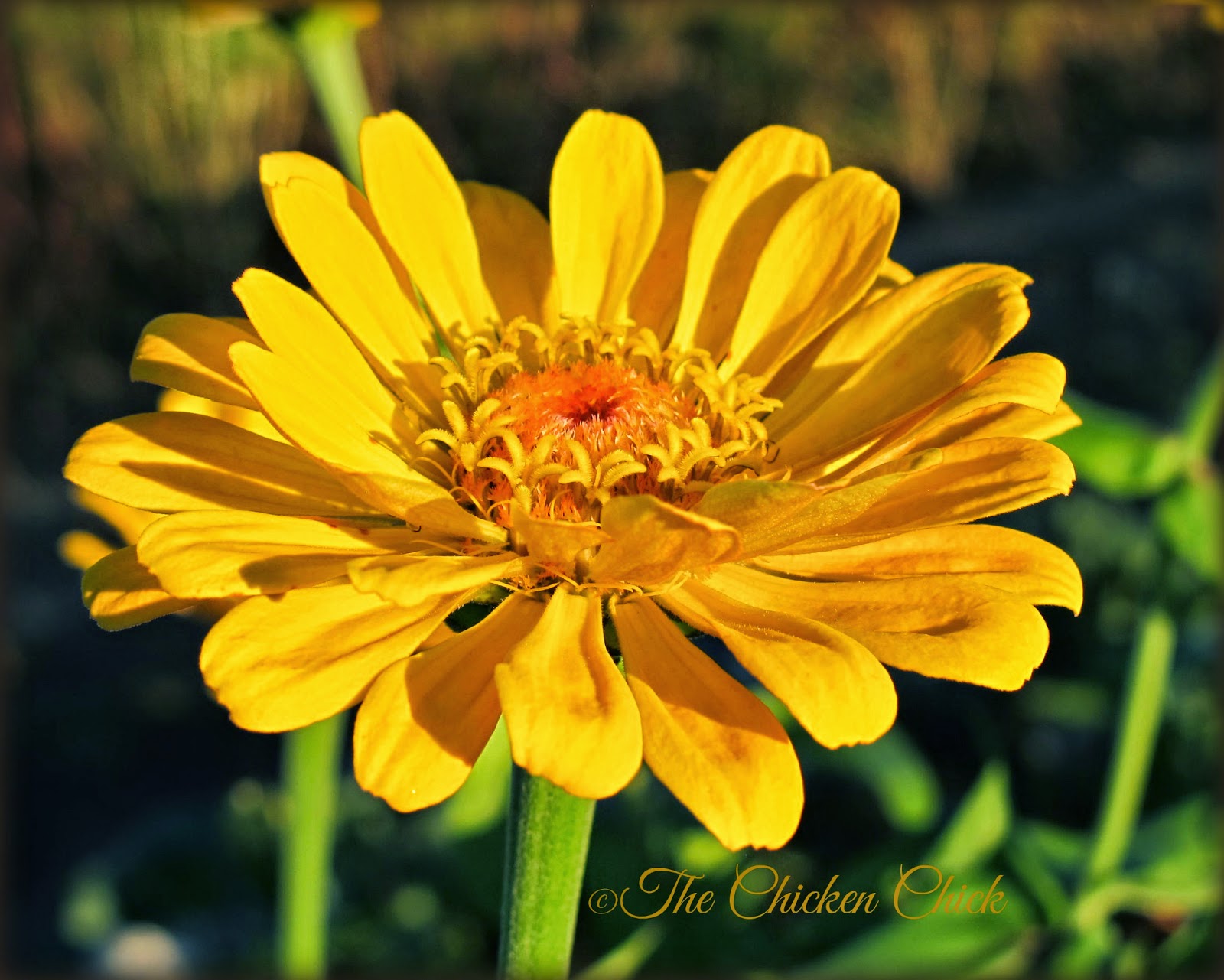 Flock Focus Friday with The Chicken Chick ® yellow zinnia