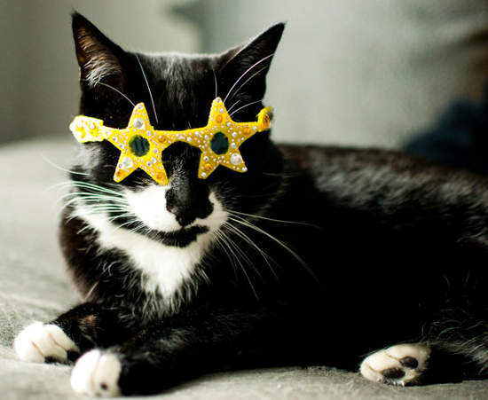 Meow Cat Com Meow Cat Com