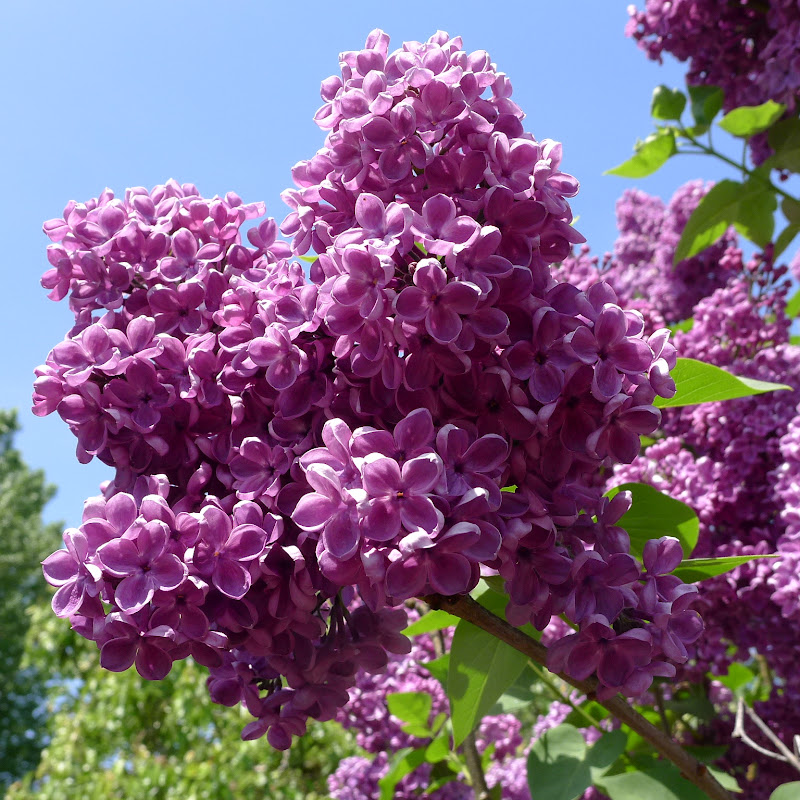 Good Life Northwest: A PHOTO TOUR OF THE HULDA KLAGER LILAC GARDENS