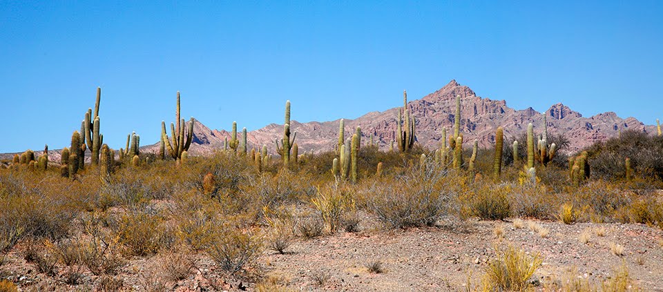 LOS CARDONES (parque nacional)