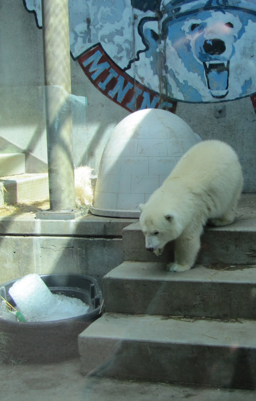 My Polar Bear Friends and Friends of Polar Bears Qannik arrives at the