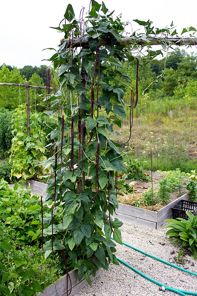 Rurification Companion Plants, Part 1 Vegetable Companions