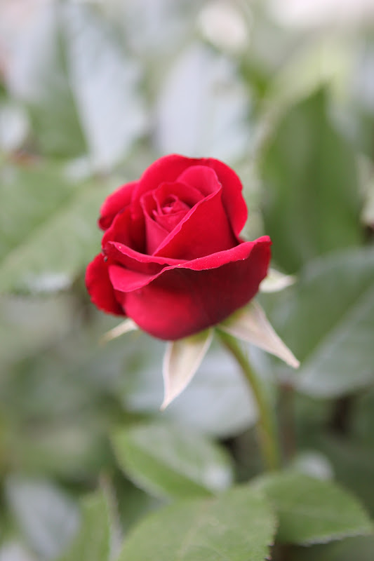 Romancing the Home: Sad for our Roses