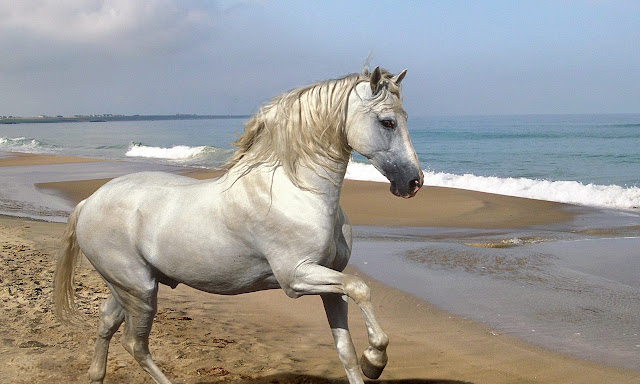 beautiful horse photos