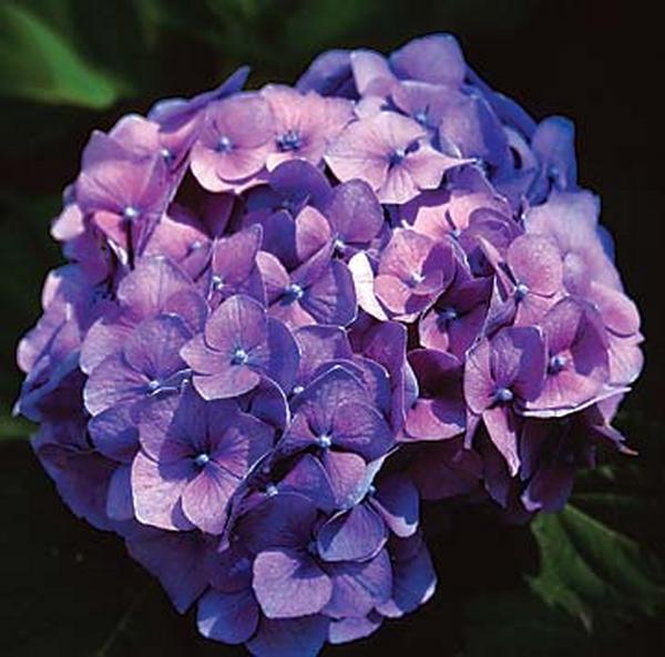 Purple Moon Carnations