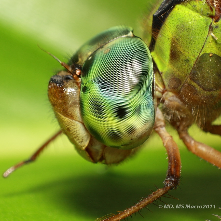 Dragonfly Eyes