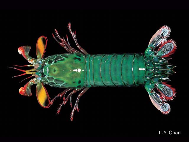 the sealifebase project through