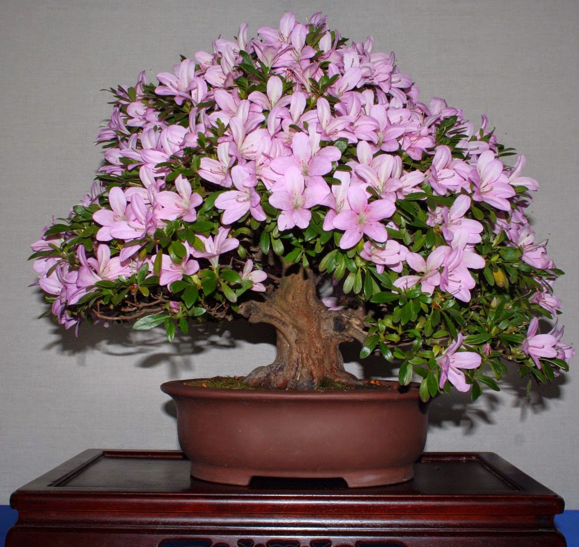 Azalea Anã Pink para Bonsai