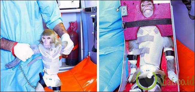 Monyet dari Iran Monyet dari Iran