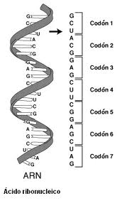 ADN: DIFERENCIA ENTRE ADN Y RNA