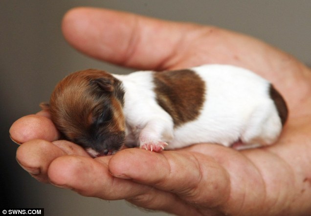 chihuahua cross jack russell puppies for sale