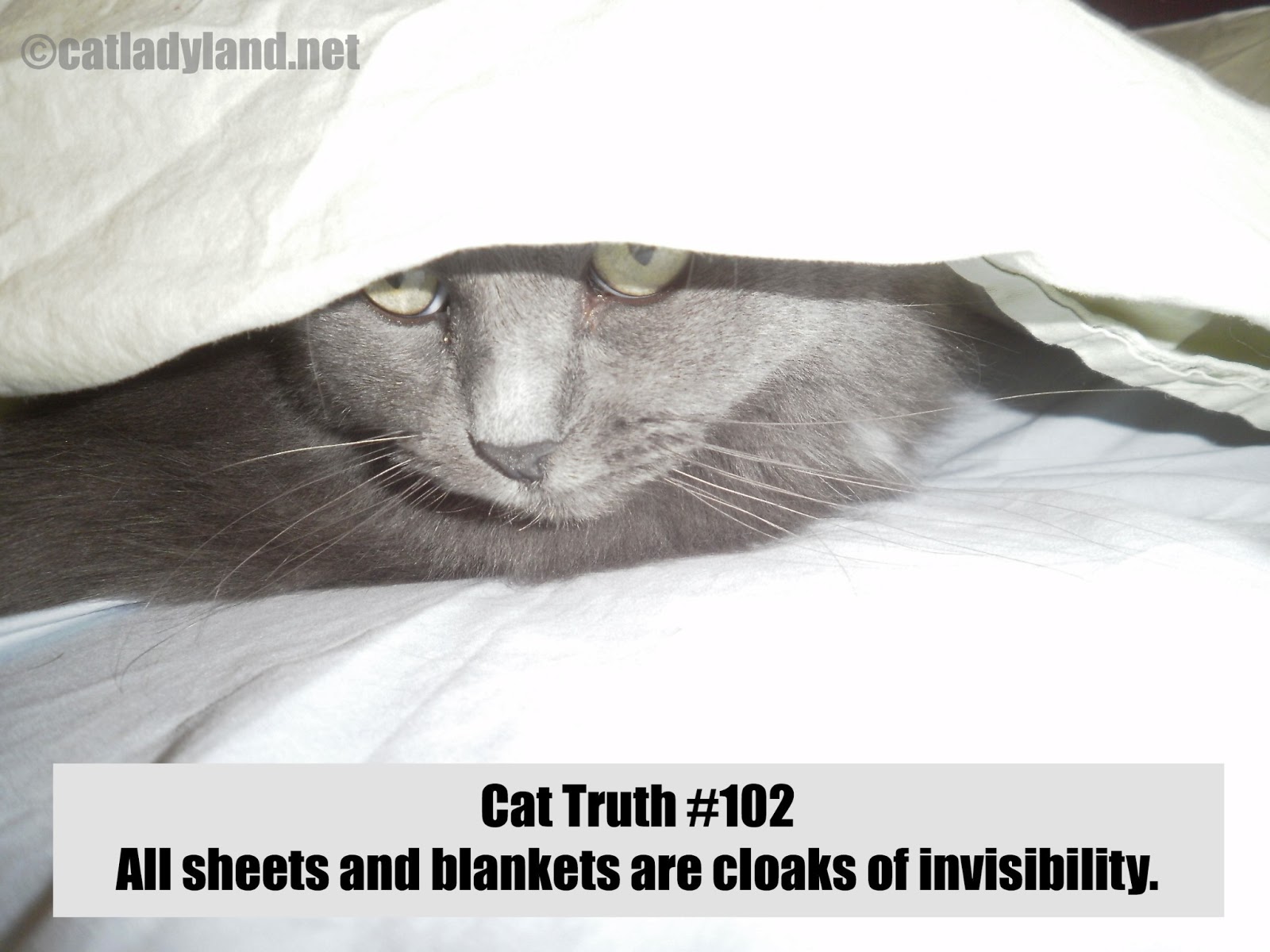 Catladyland Cats are Funny Cat Truth 102 Blankets and Sheets = Invisibility