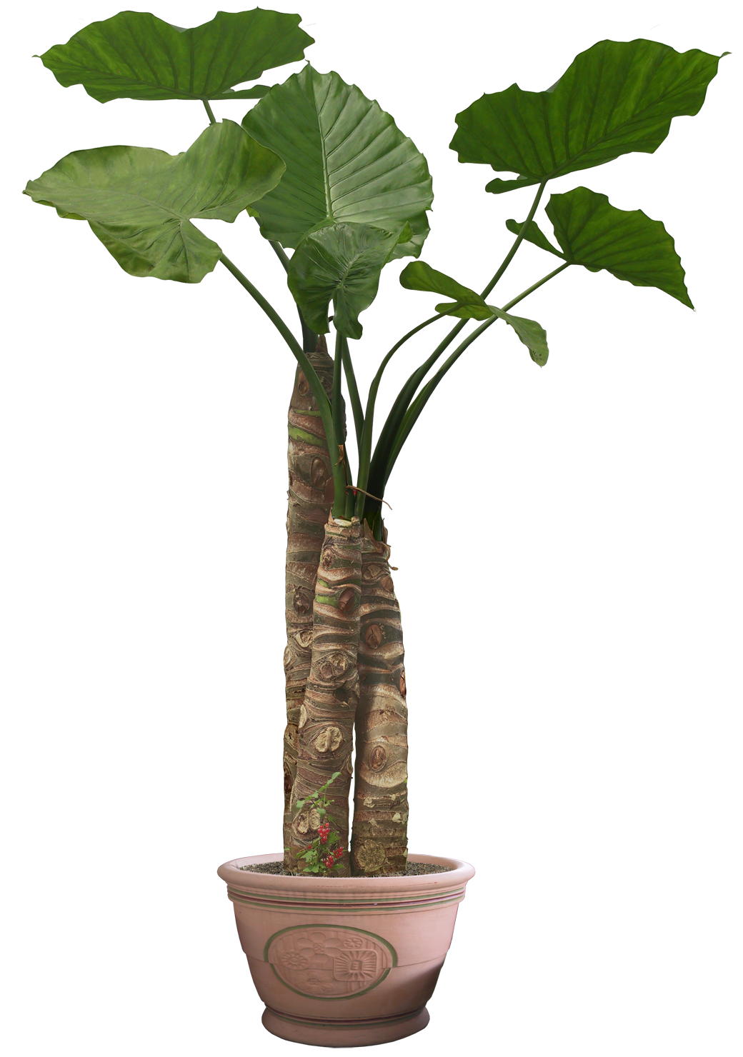 plants.jpg plants.jpg