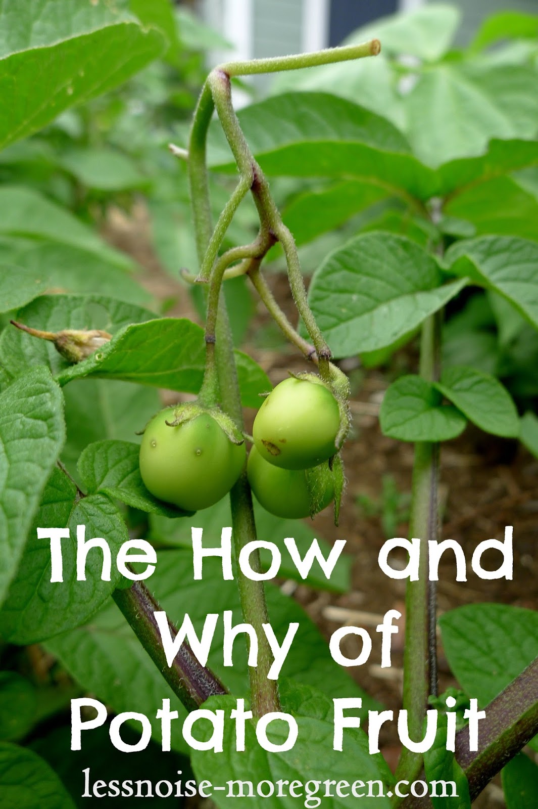 Less Noise, More Green Potato Fruit