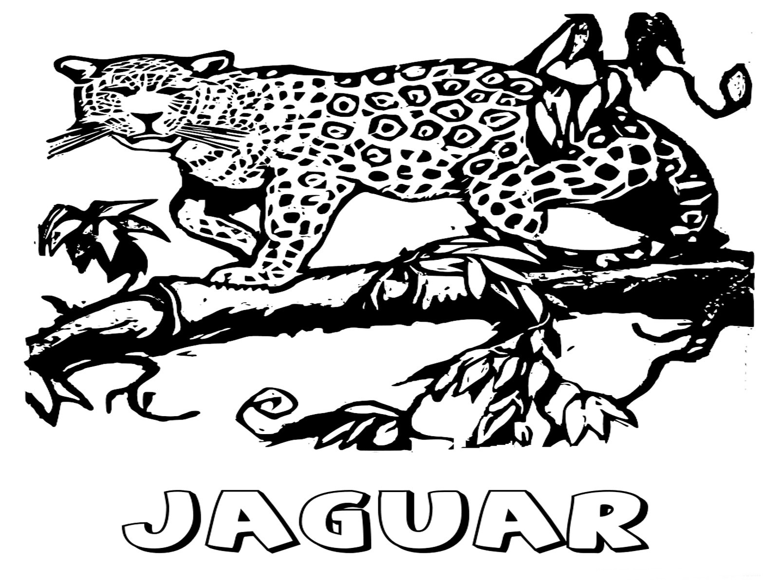 Jaguar Animal Coloring Pages | Realistic Coloring Pages