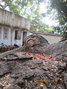 Wild-life in the Mahalaxmi racecourse complex.