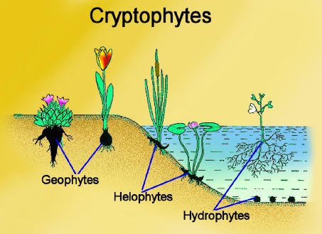 Examples+of+Hydrophytes As Many Exceptions As Rules: Don’t Eat The Yellow Snow