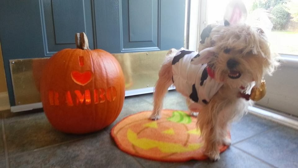 how to choose your halloween costume Rambo The Puppy