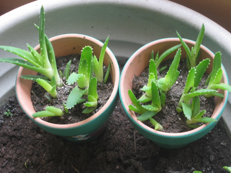 HOW TO GROW ALOE VERA FROM SEED The Garden of Eaden