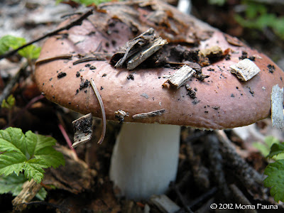 A ruddy-coloured chap, er, cap. Russula spp.