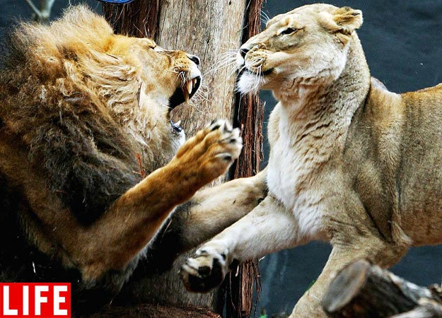 Amazing Creatures: Top 5 fierce animal fight pictures (5 pics)