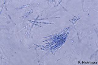 Fusarium moniliformae