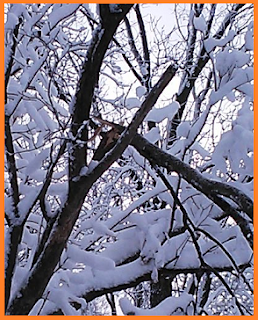 Tree limb snapped in half with a thick layer of snow on top