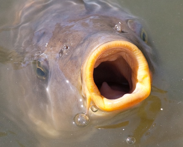 Carp Mouth