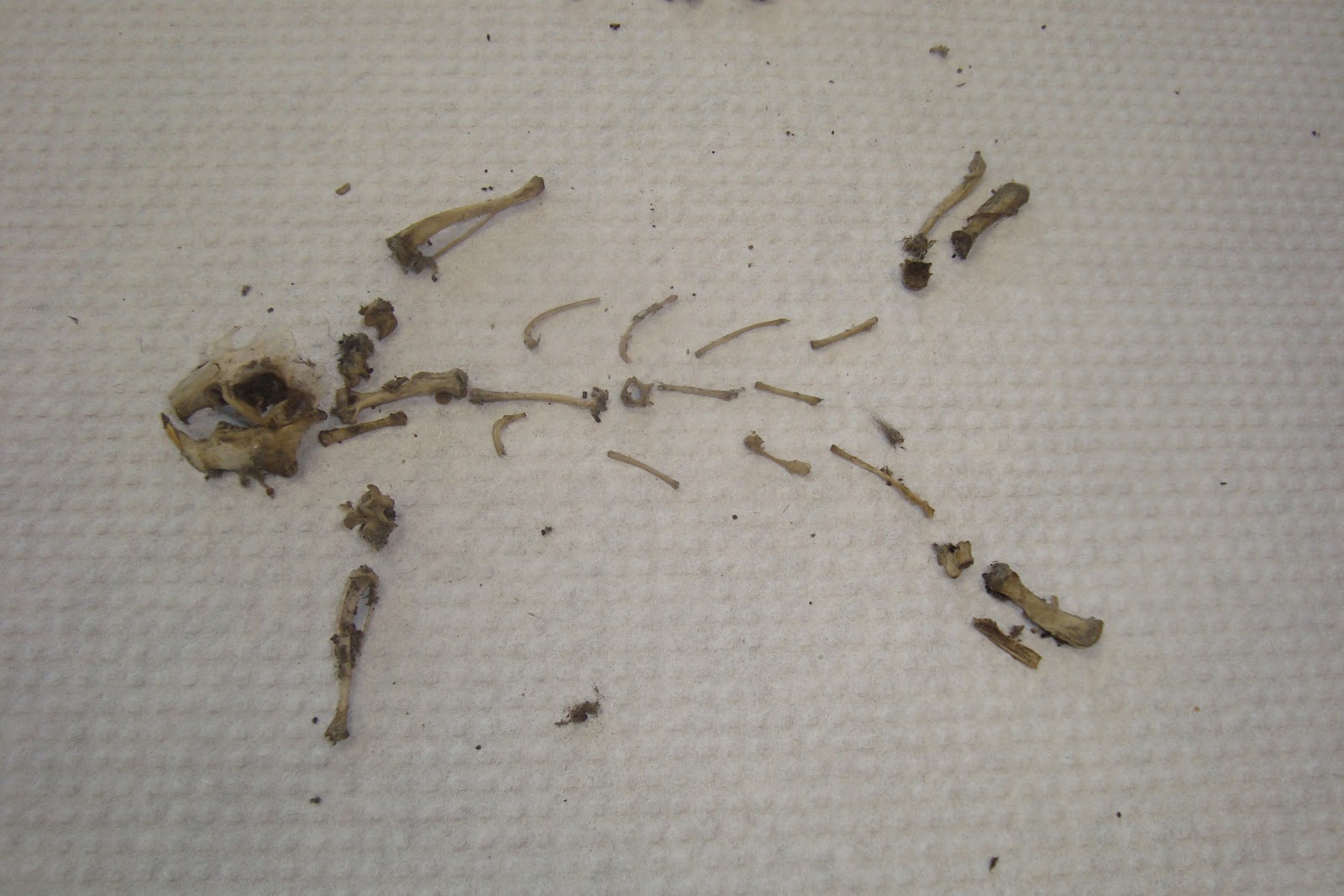 Mrs. Koehnke: 6th Grade: 6A Owl Pellet Dissection