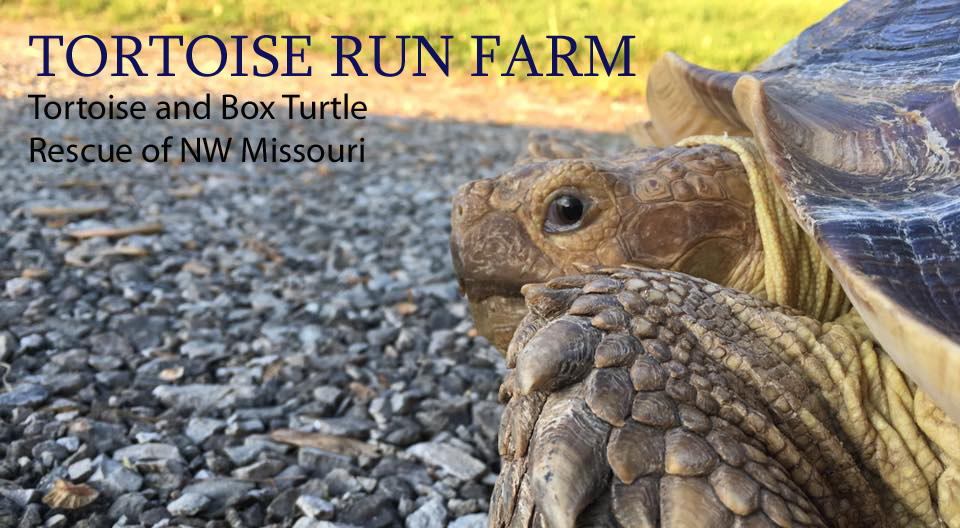 Tortoise Run Farm