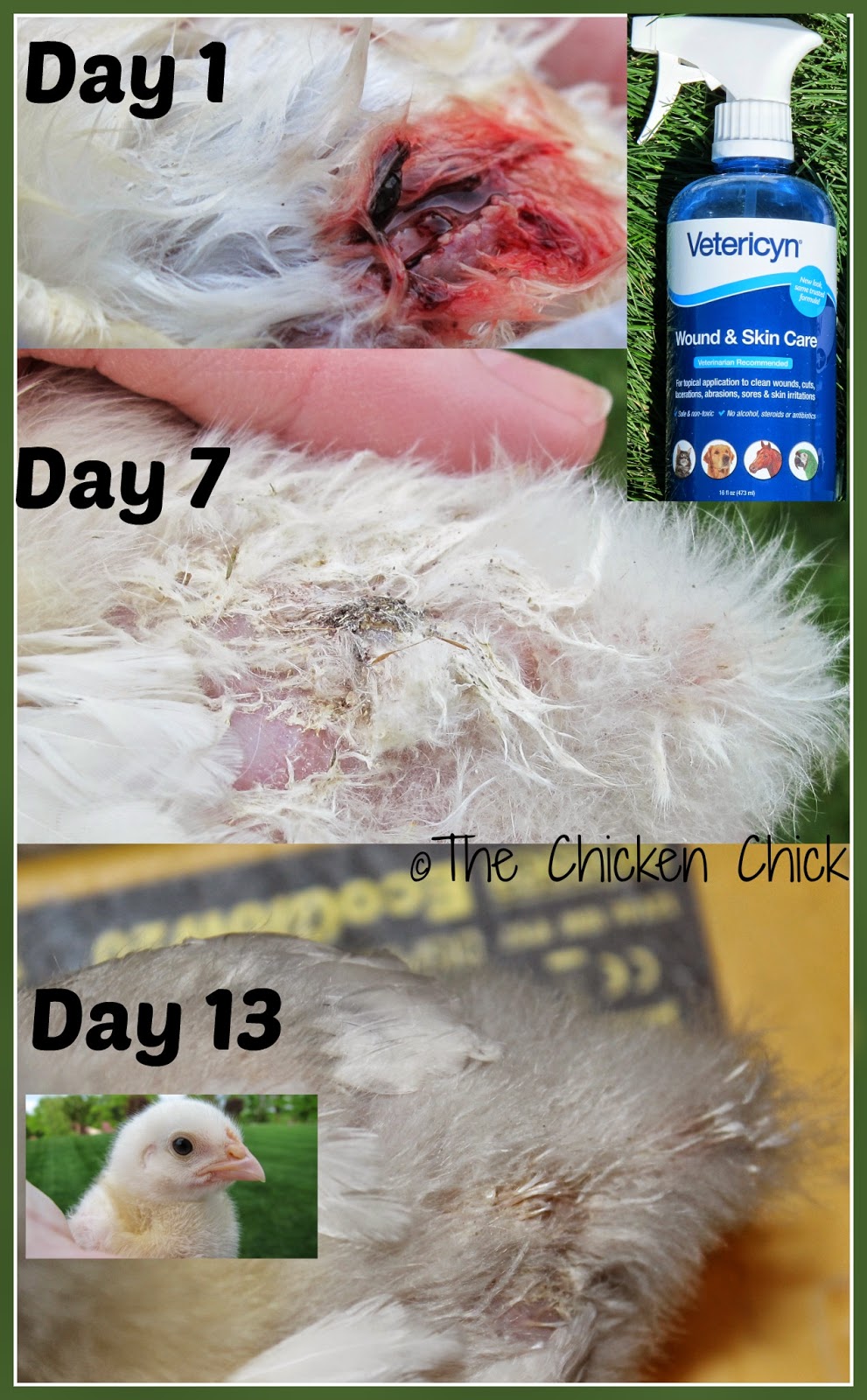The Chicken Chick® Chicken First Aid Kit & SickBay. Be prepared.