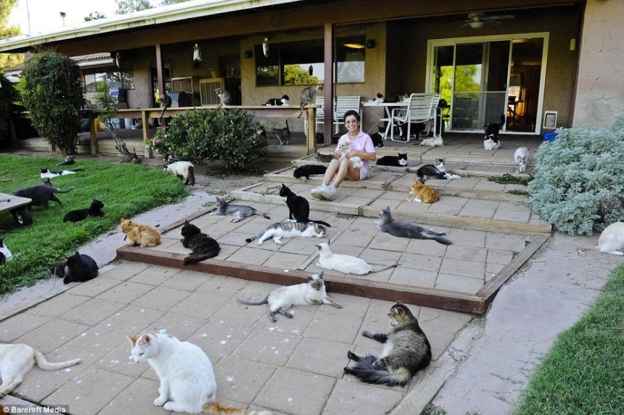 Excellentcoolpics The house cats in California
