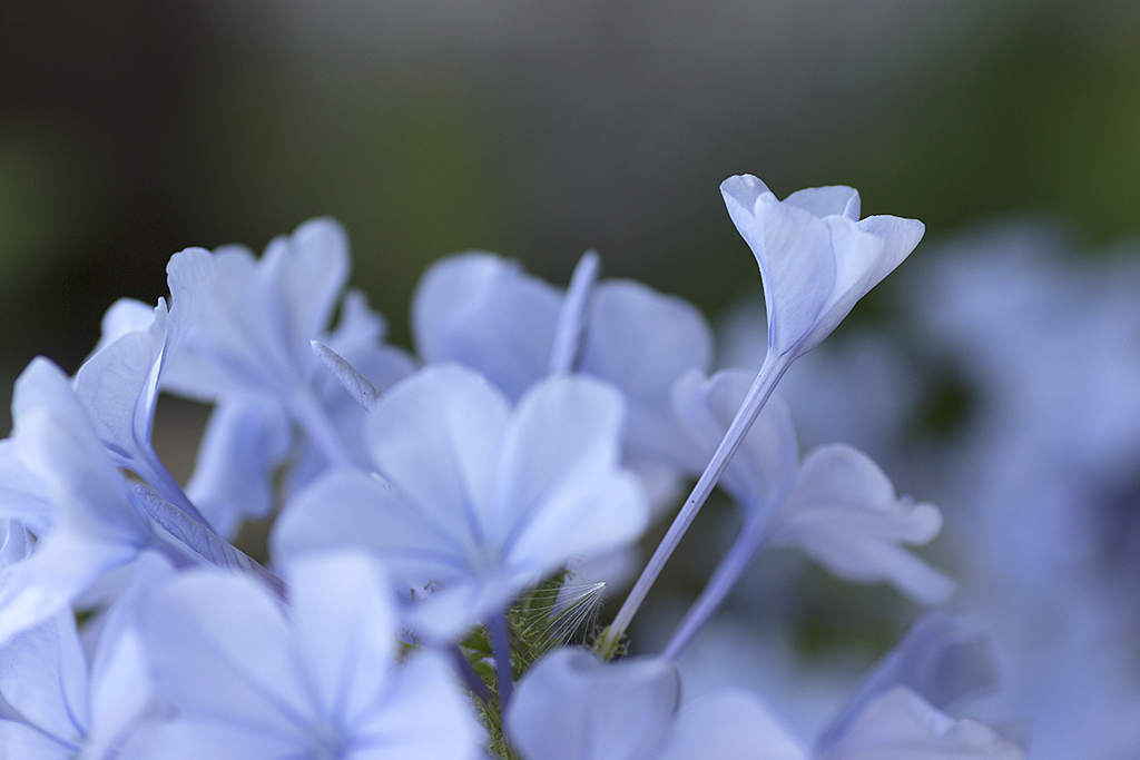 Fotografía macro flores jazmín azul Fotografía macro flores azalea