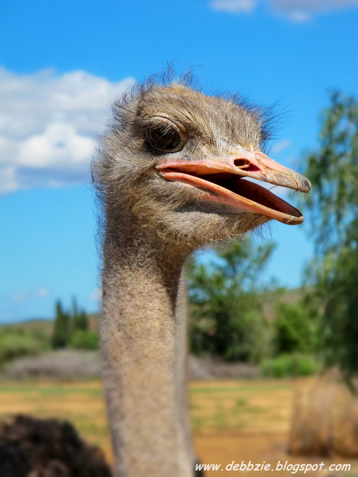 My Time Capsule: South Africa: I straddled an Ostrich