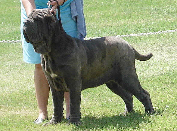 largest dog in world. the worlds largest dog is